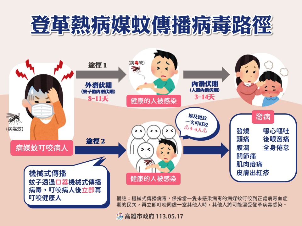 登革熱病媒蚊傳播病毒路徑